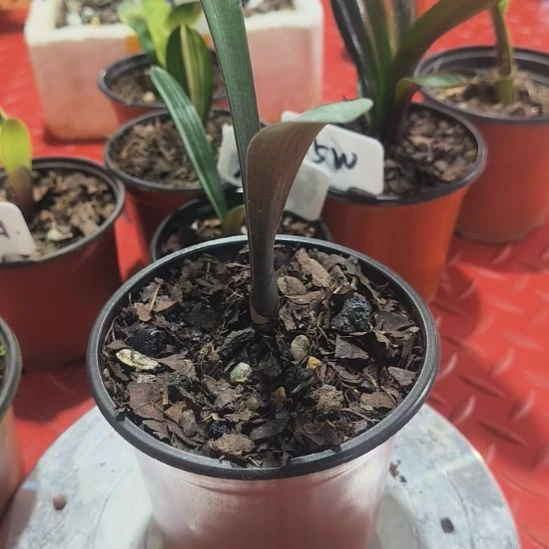 完全开放长春鑫华盛兰苑精品君子兰