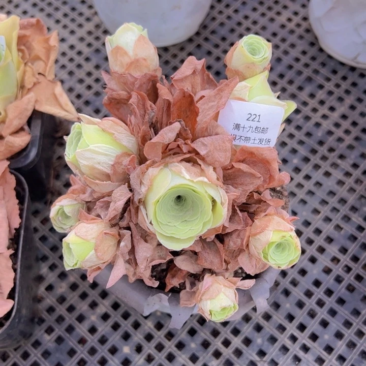 221 裸根不带土发货不包损