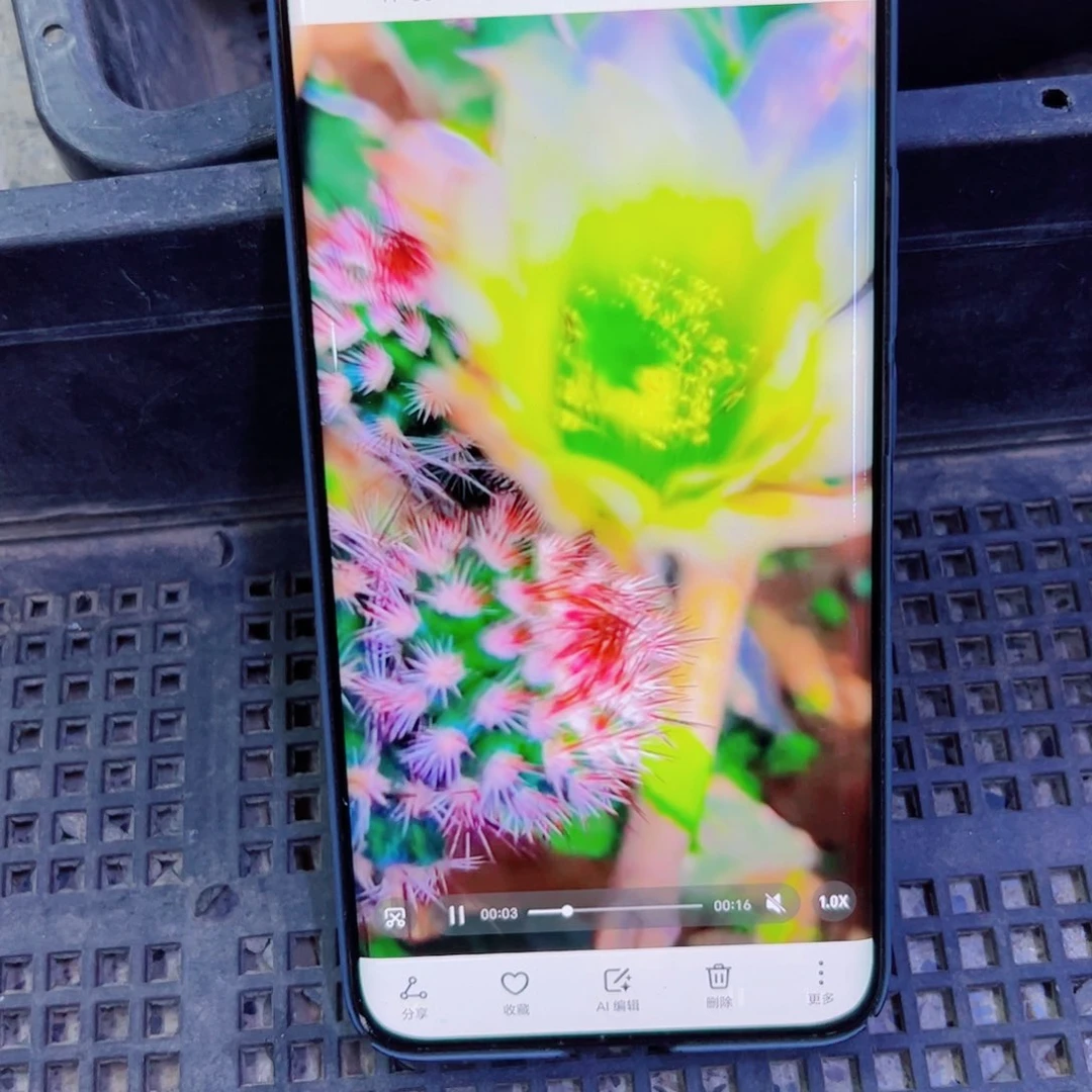 下81锦旗虾歪伤口大无根侧芽3公分左右20包邮