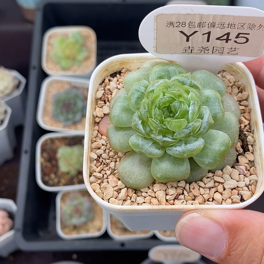 0145 Q18 单头 4.5cm