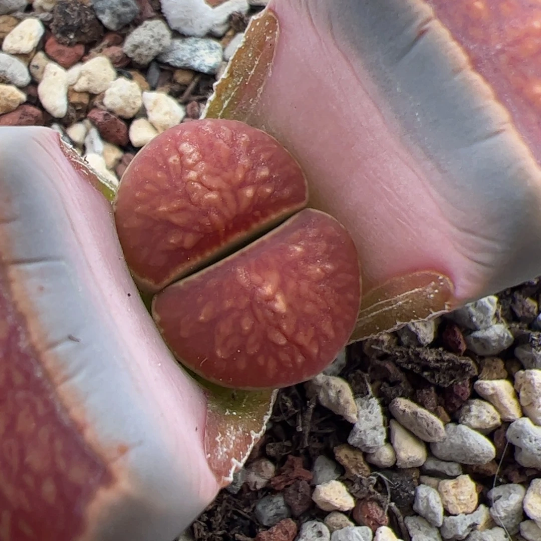 0439号菊 多肉植物