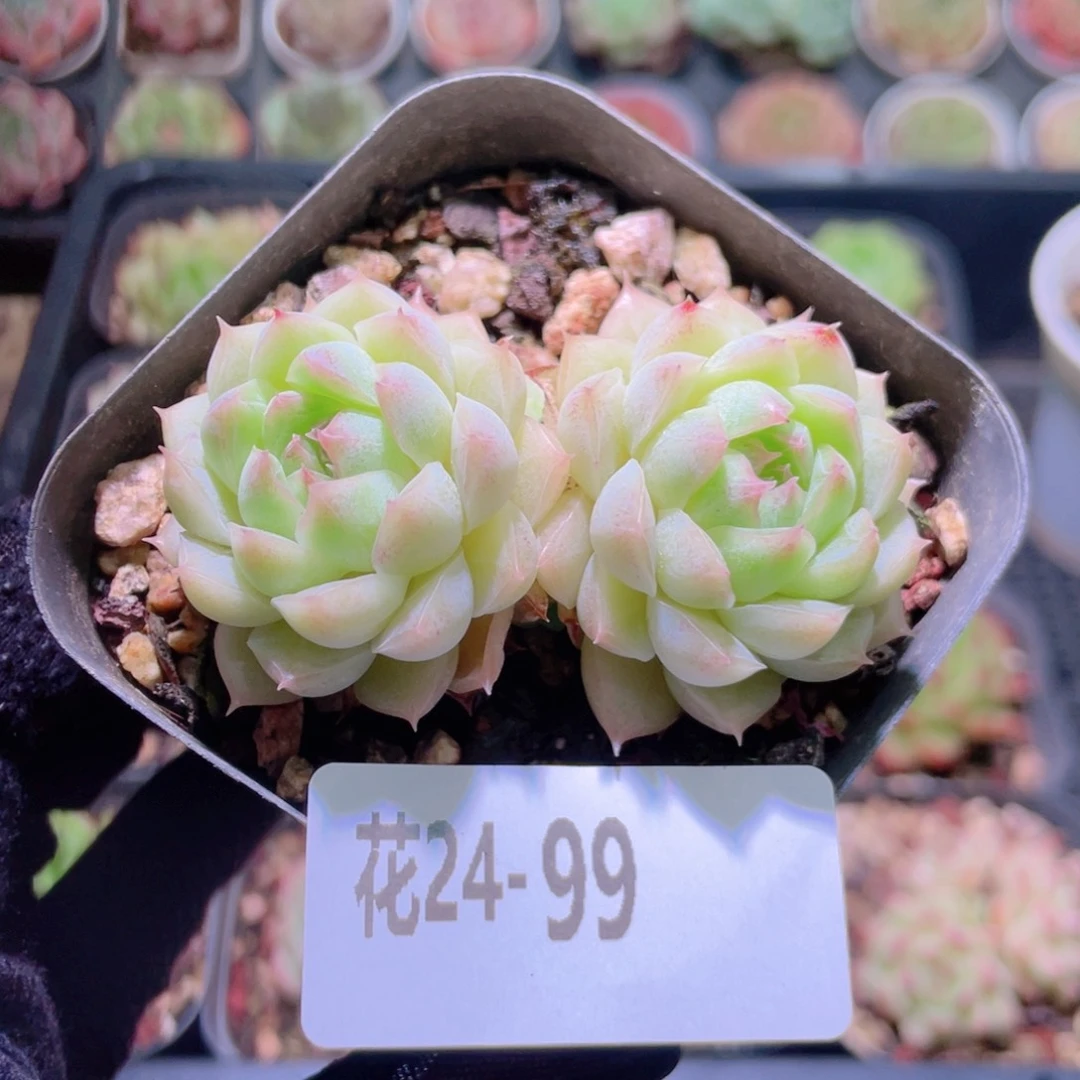 花利美24-99女王玫瑰