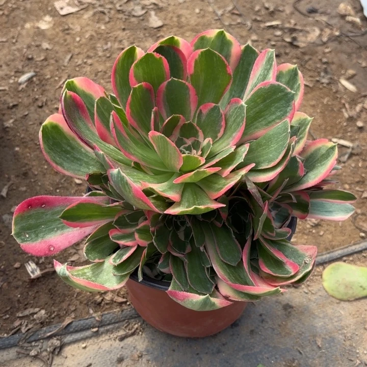 妖月多肉法师量拍