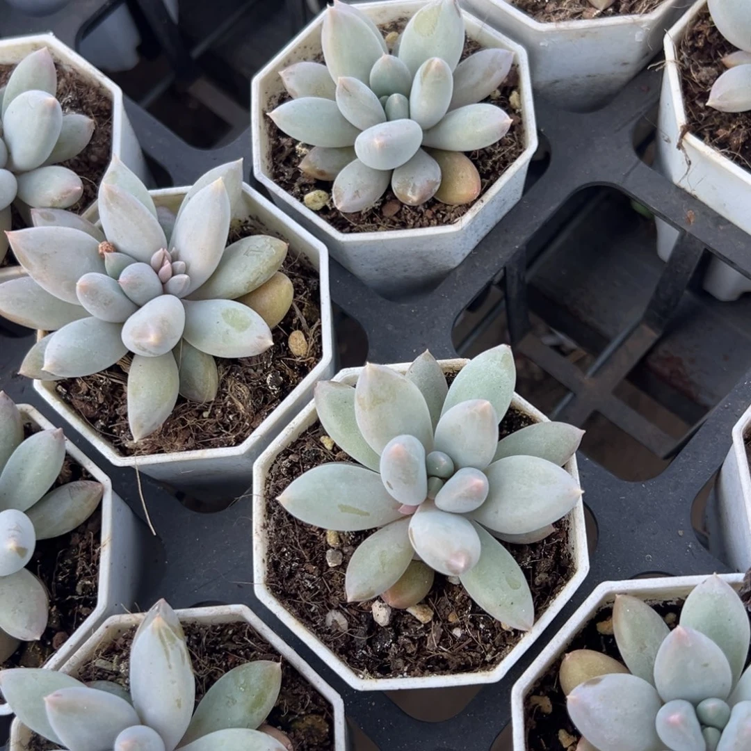 哥特萝莉单头到手1颗 量拍多肉满18包邮