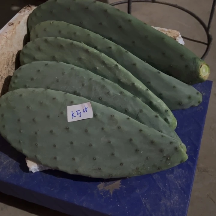 一***伴K54五个米邦塔叶片21