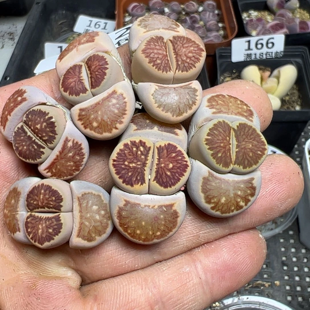 【闪购商品】 172。