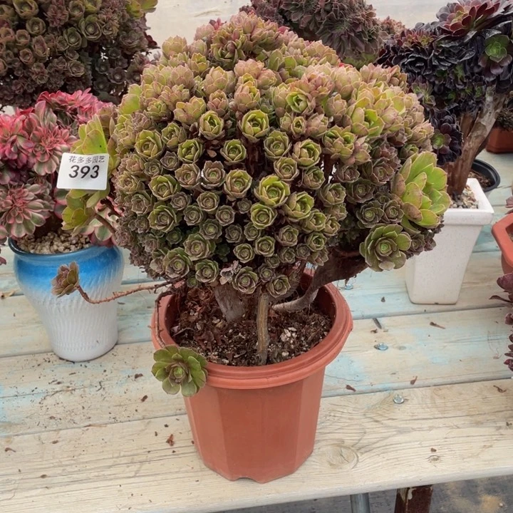 393号万圣节朵朵有伤