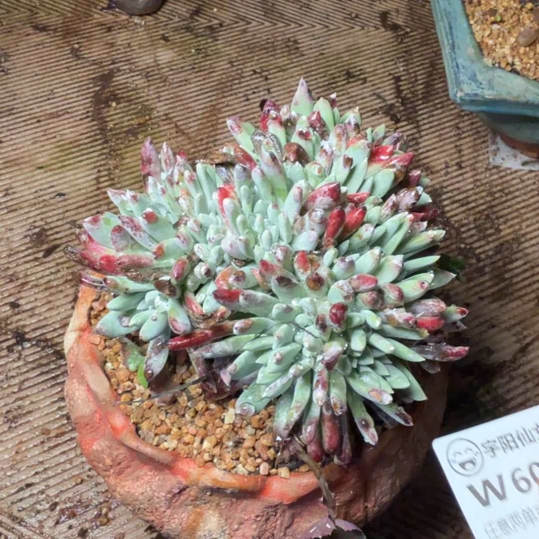 6076刘丹白菊多肉