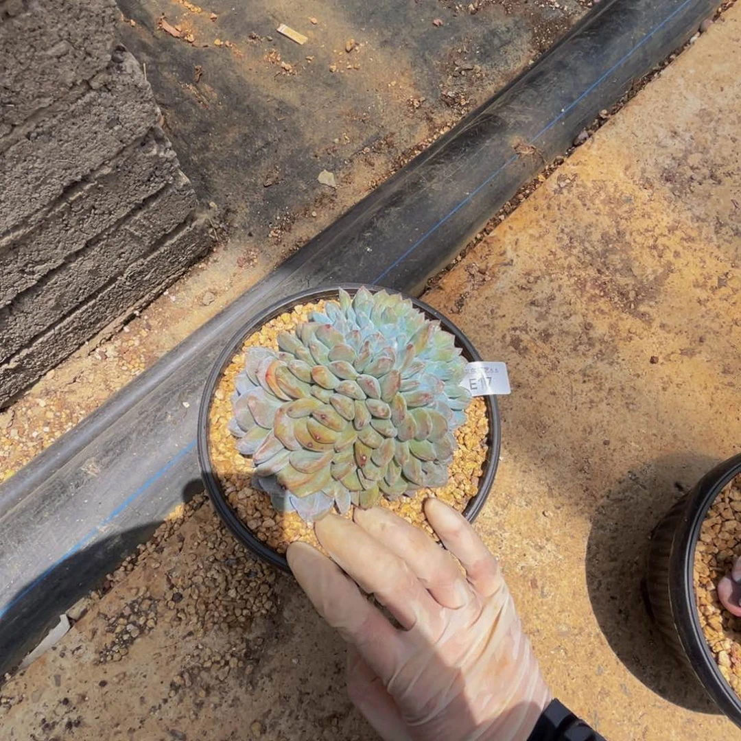 e e e e e e e r r 17