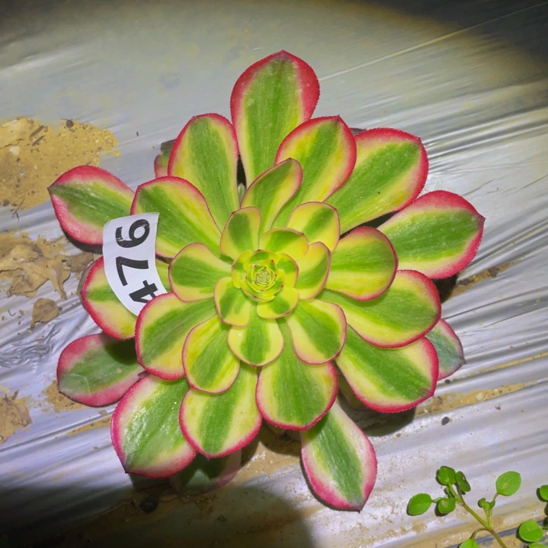 荔枝的日子里多肉476