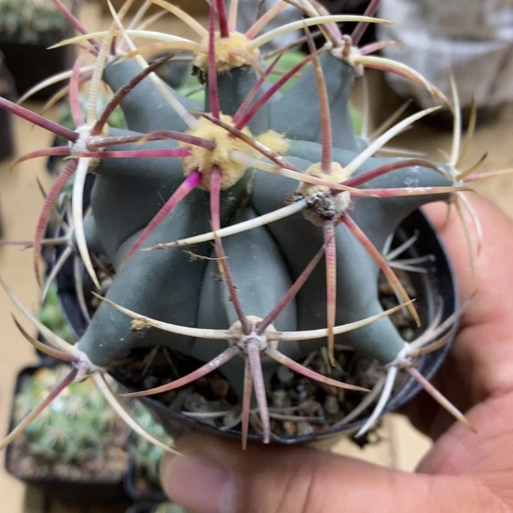 实生狂刺江守玉特价