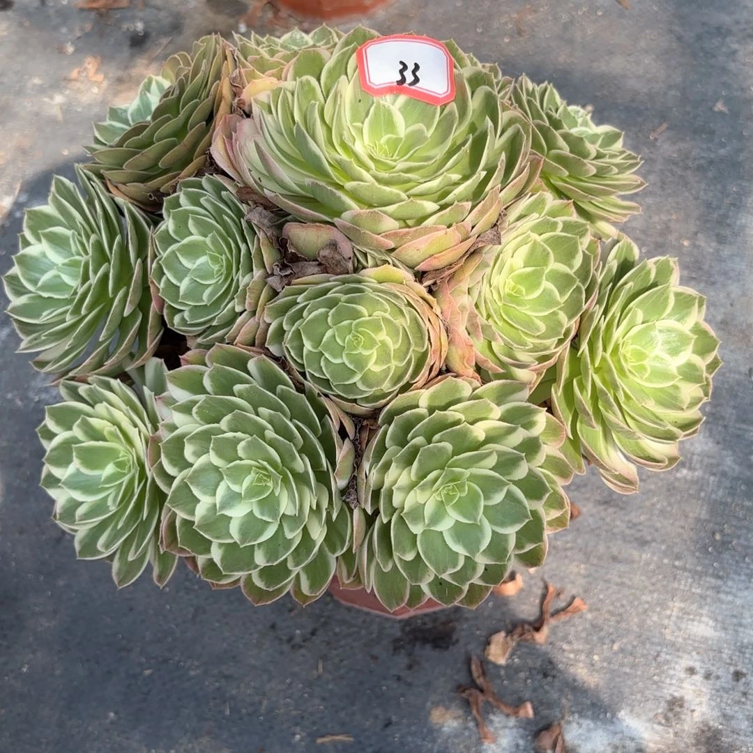 无花朵33海王多肉植物
