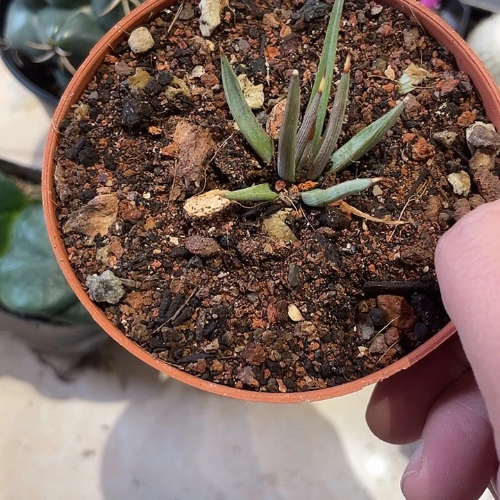 实生棉花糖仙人球一颗