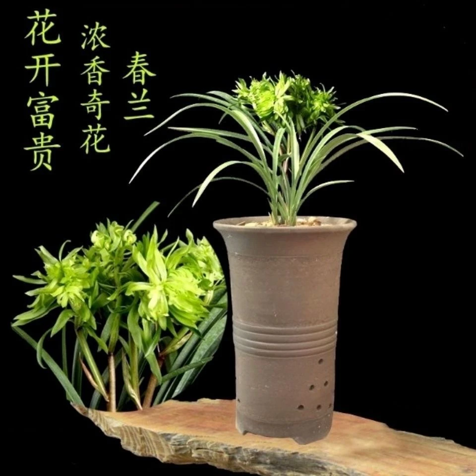 春兰铭品 花开富贵 奇花浓香好养活 老品种兰花