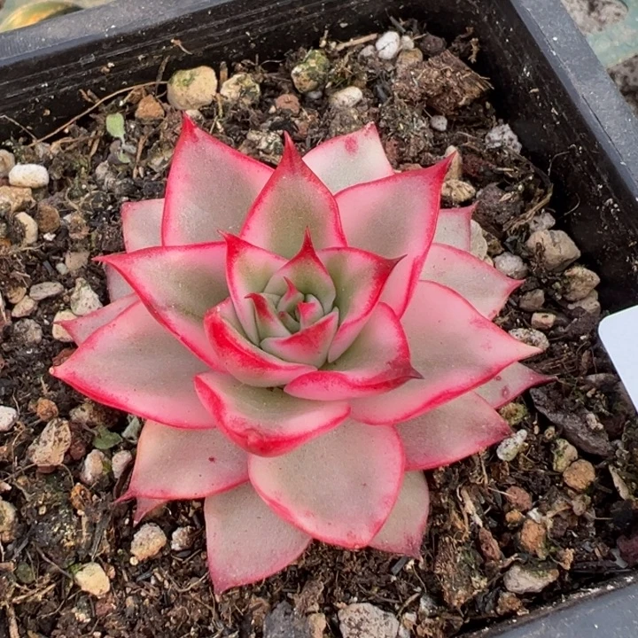 吉赛尔锦一物一拍角落