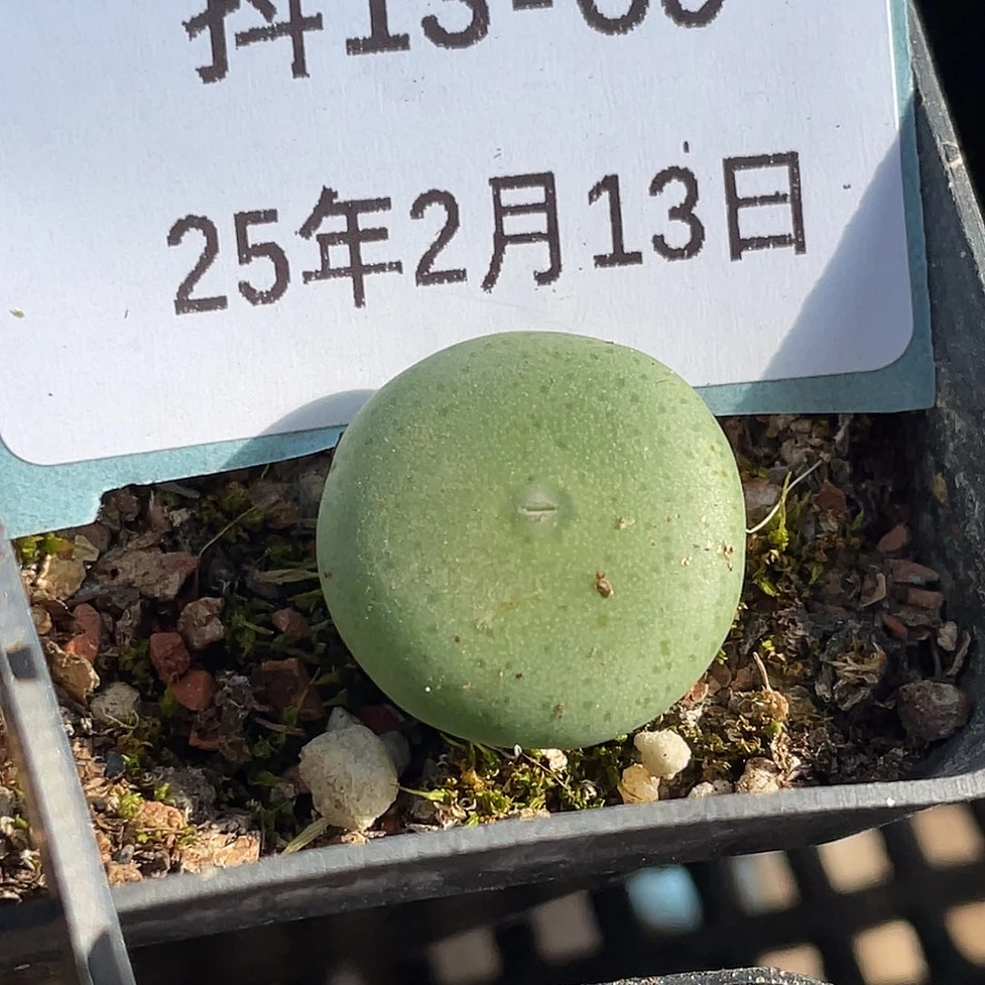 13-60酒杯多肉植物