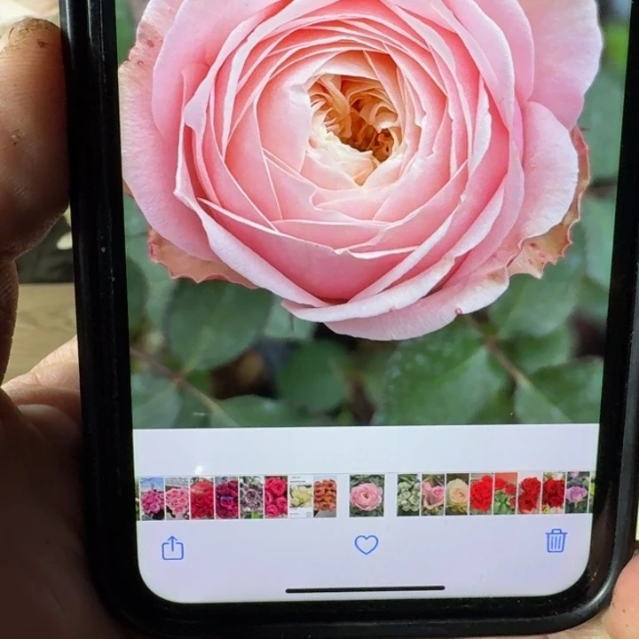 无花朵伊艾夫人小苗