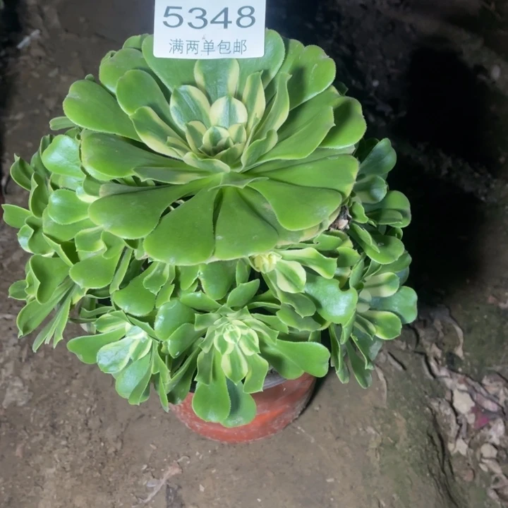 5348辛尼亚的的的