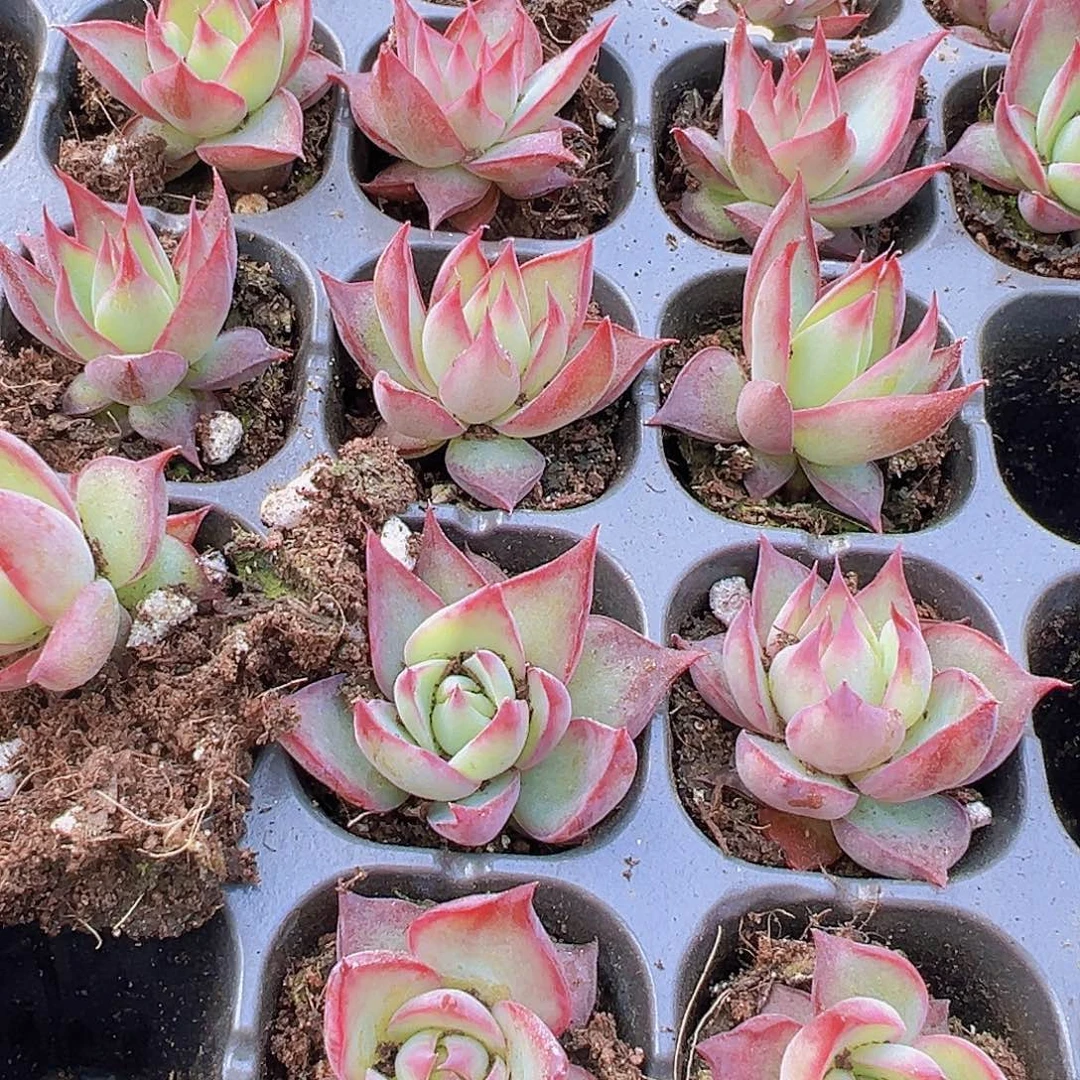 窄叶惊鸿仙子5颗苗