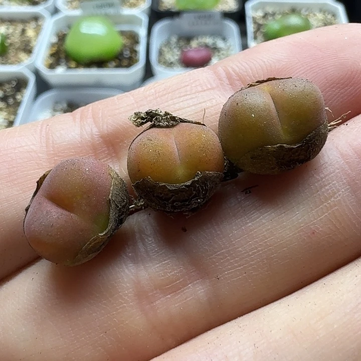 老马生石花水蜜桃1857