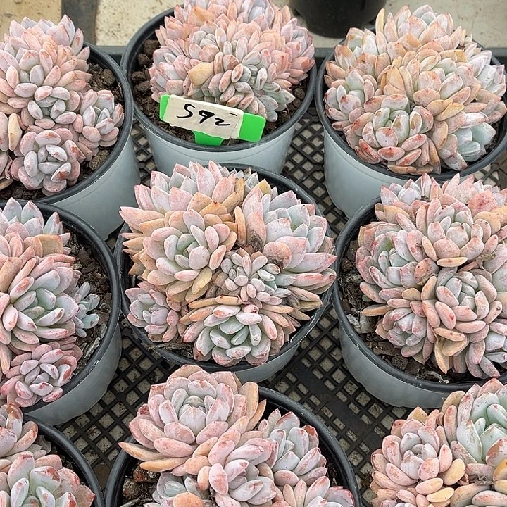 粉皮星影群父母592