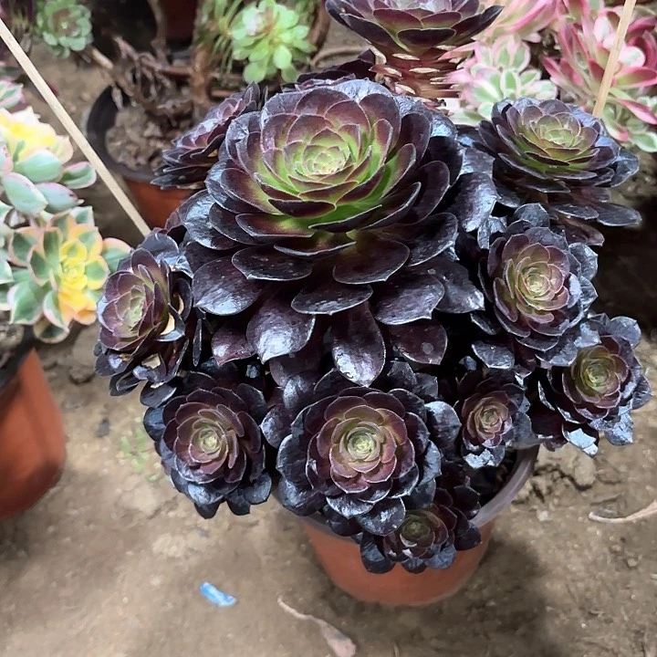 如***8多肉植物赤焰莲90