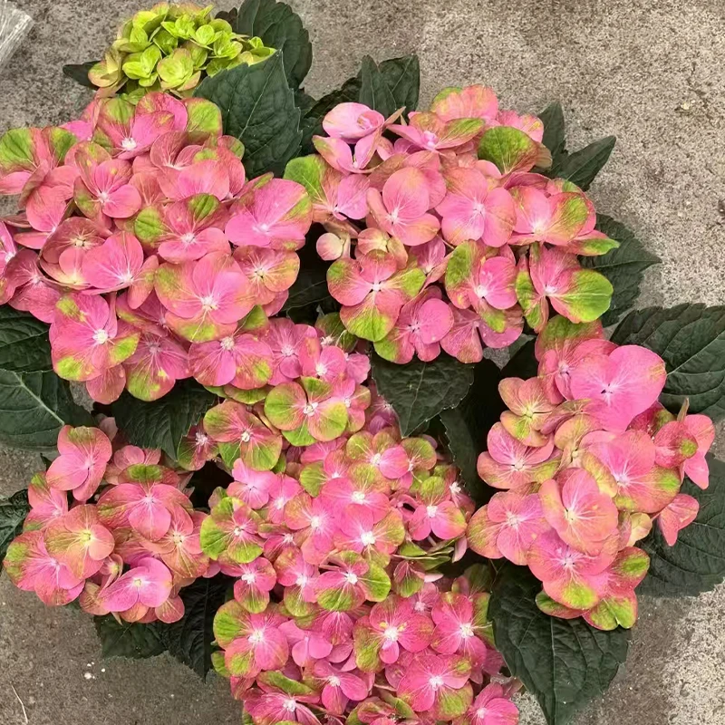 花莳家花莳园艺 2加仑【魔幻绿火】大花绣球花期长好养地栽庭院盆栽