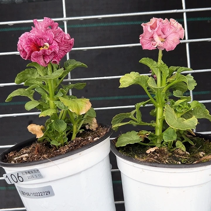 红陶抖音直播闪拍106