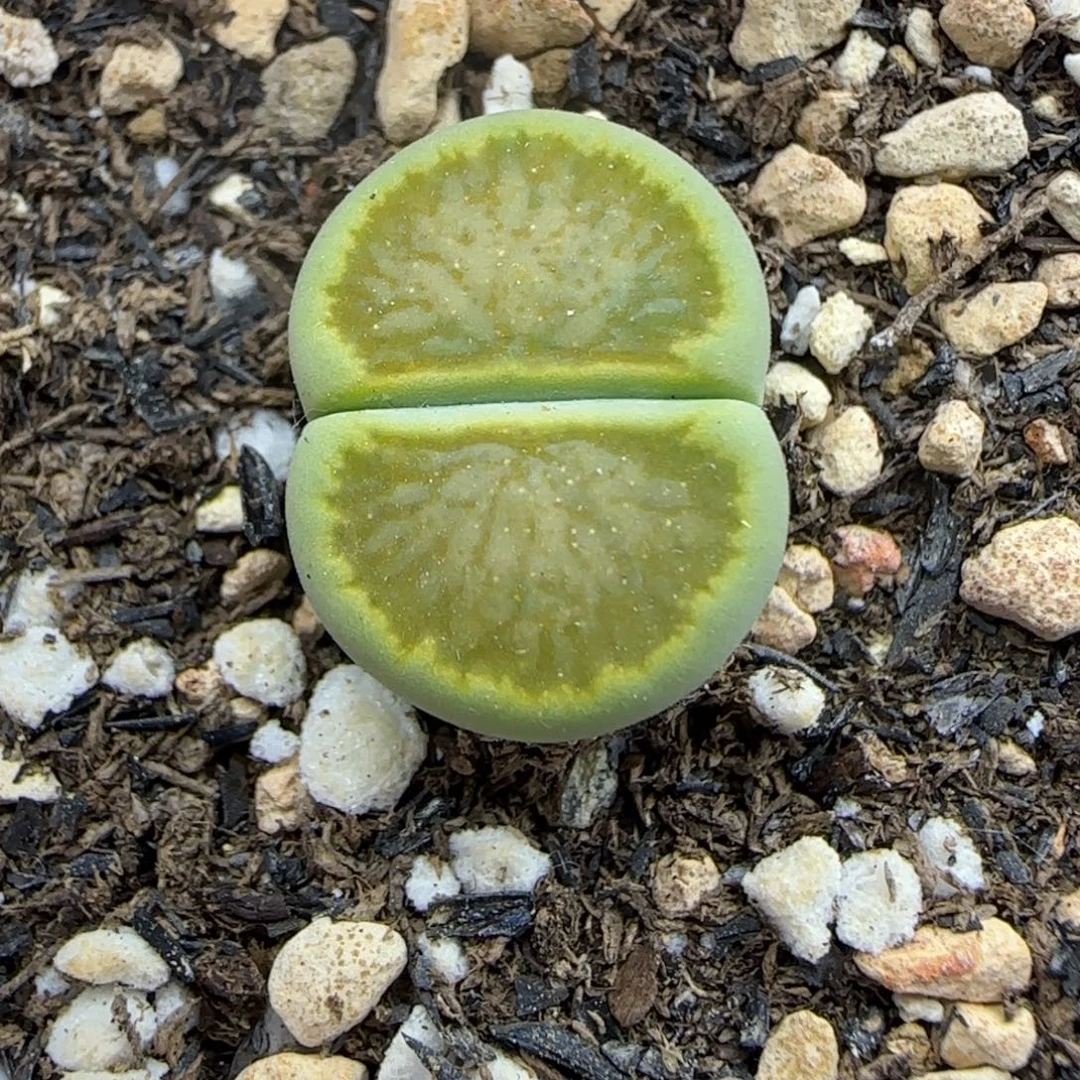 547 生石花大棚直播
