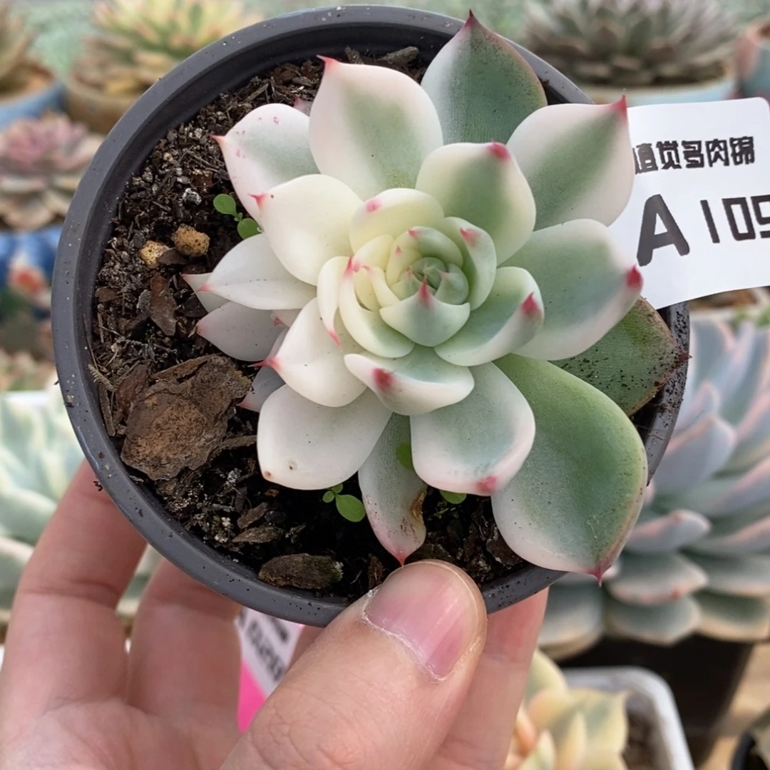 109半覆轮锦吉娃娃