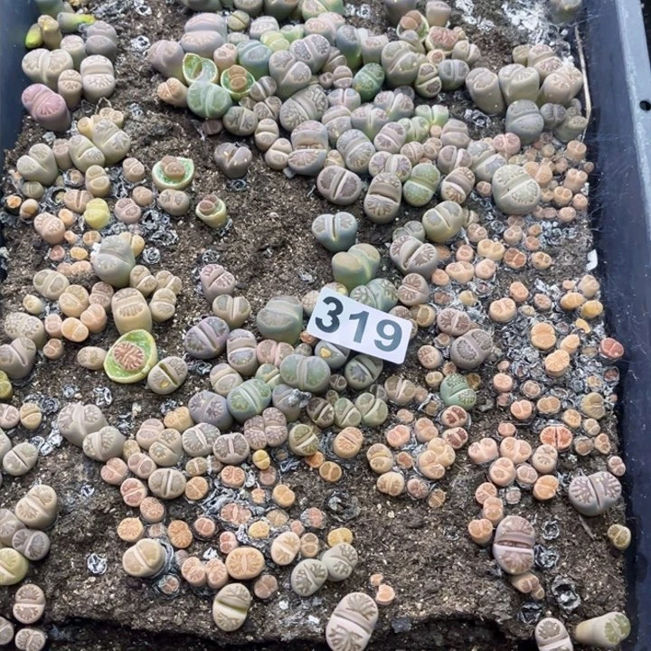 319 生石花一物一图如图