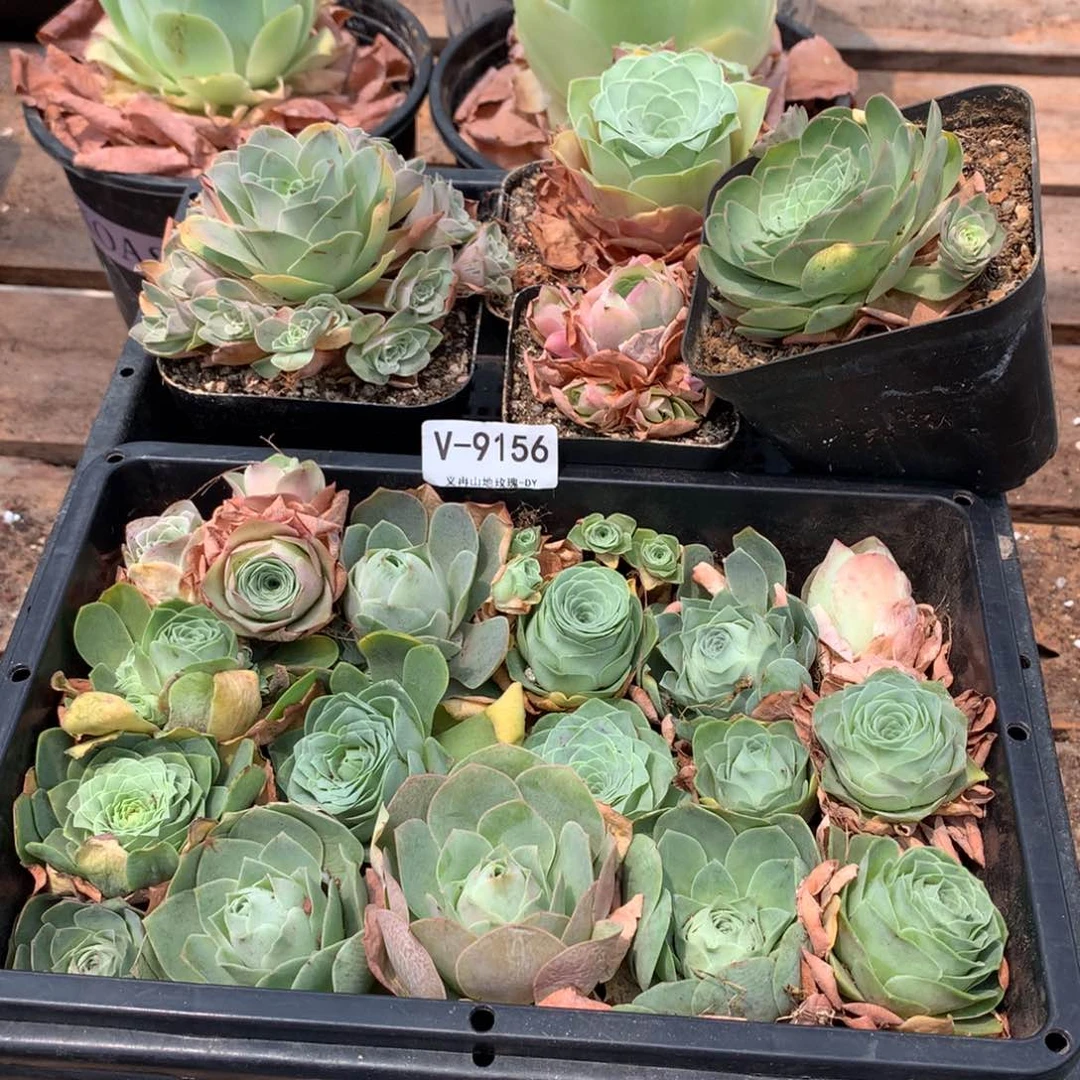 9156处理会掉侧芽不售后