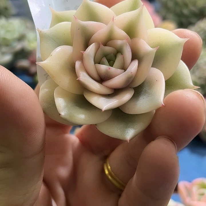 39贝加尔湖腹轮锦炸多肉植物