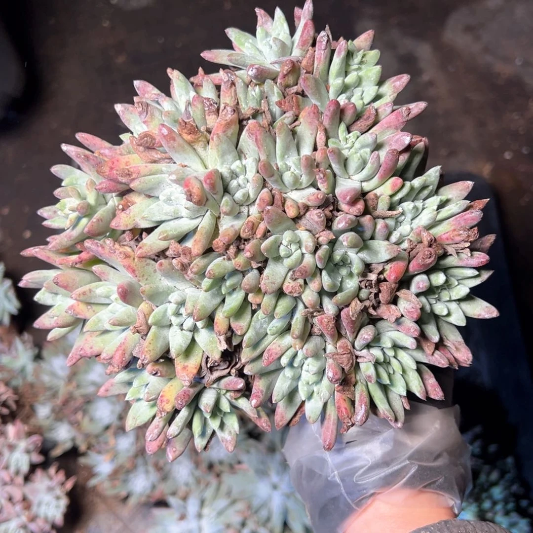 7200白姆哈哈哈哈哈哈哈