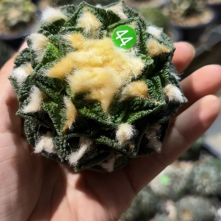 袖蒲苗接落地仙人球44