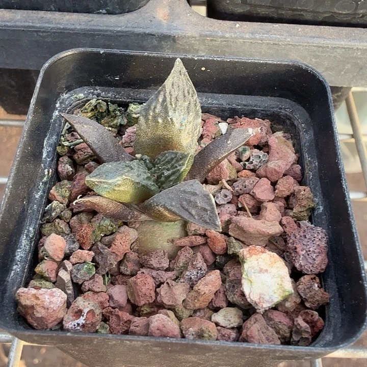 实生牡丹单头3仙人球