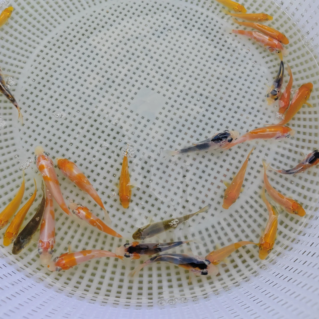 精品锦鲤鱼苗赤目芥子五色活体观赏鱼冷水淡水鱼红白三色混搭