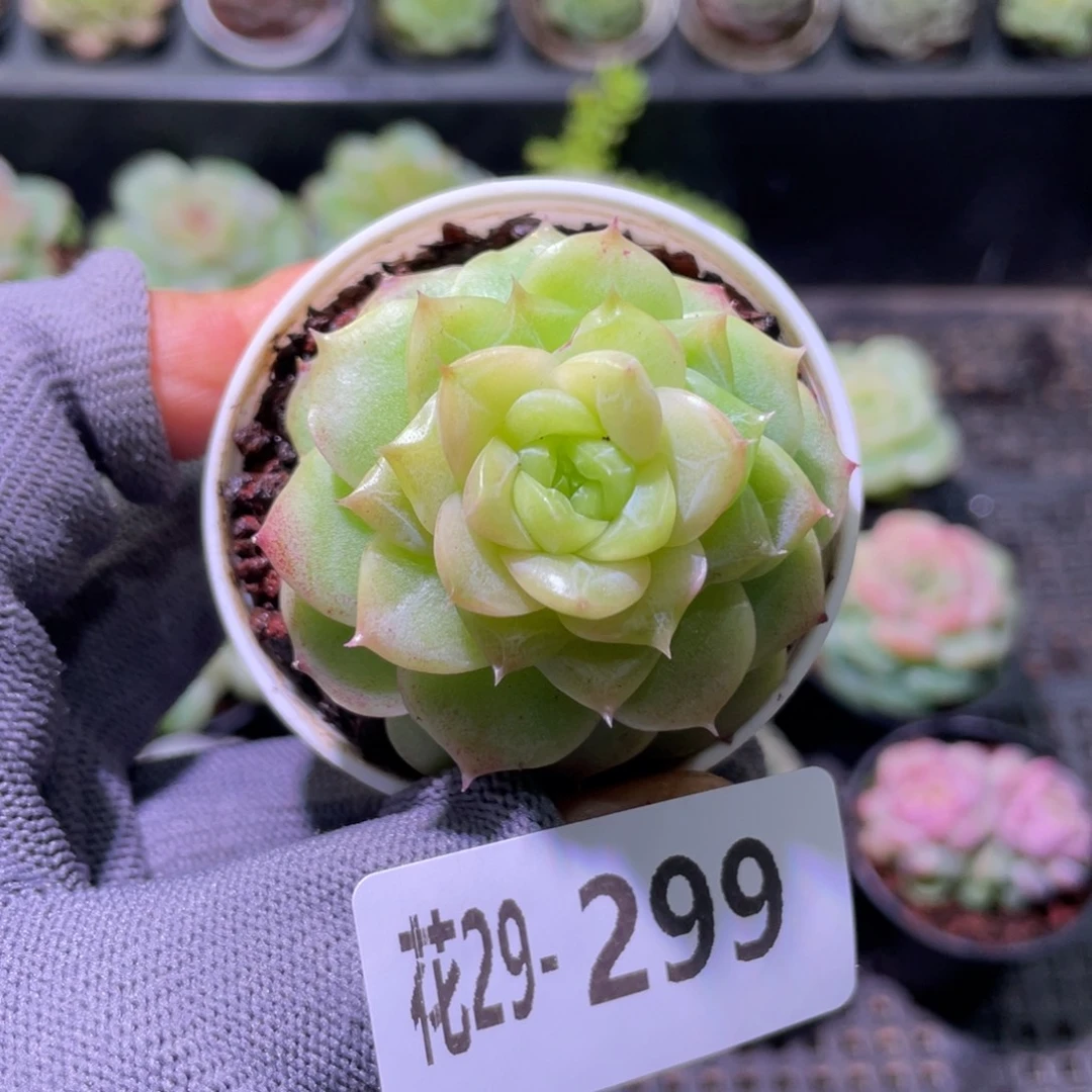 花利美29-299麦秆