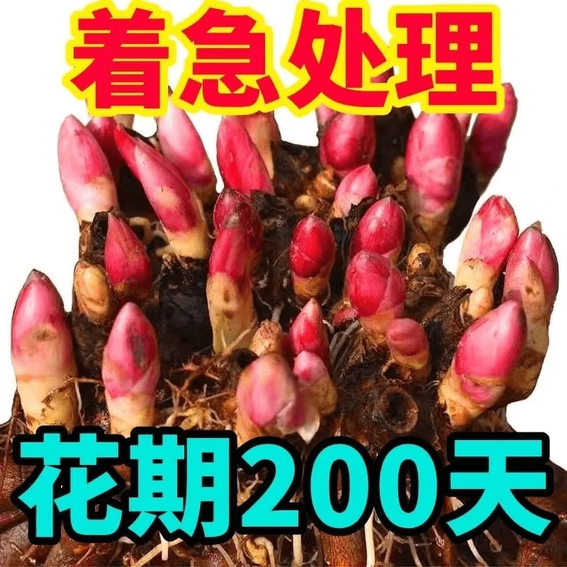 芍药根块盆栽重瓣浓香型大花正宗观赏芍药牡丹四季开花庭院种植