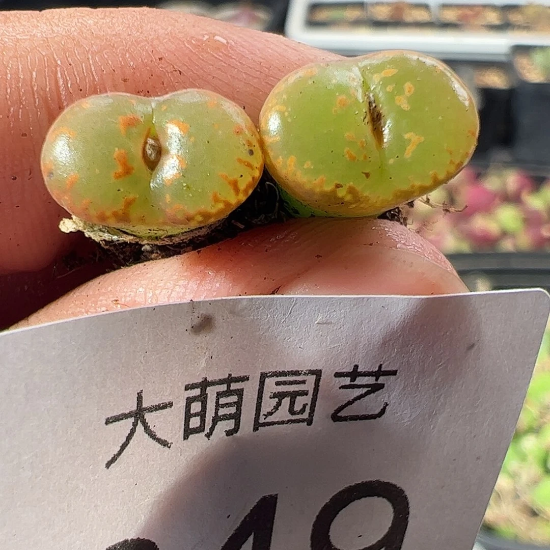 一物一拍。      649