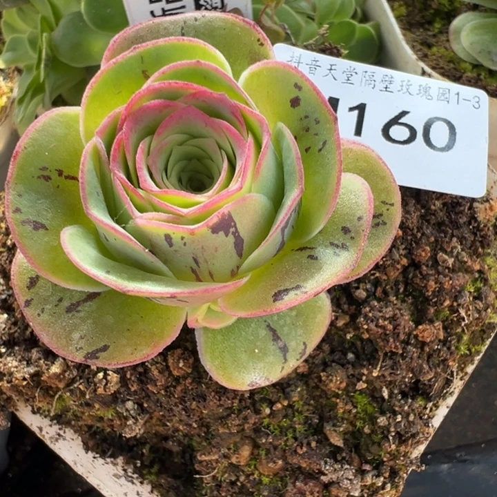 苗苗如梦令山地玫瑰160