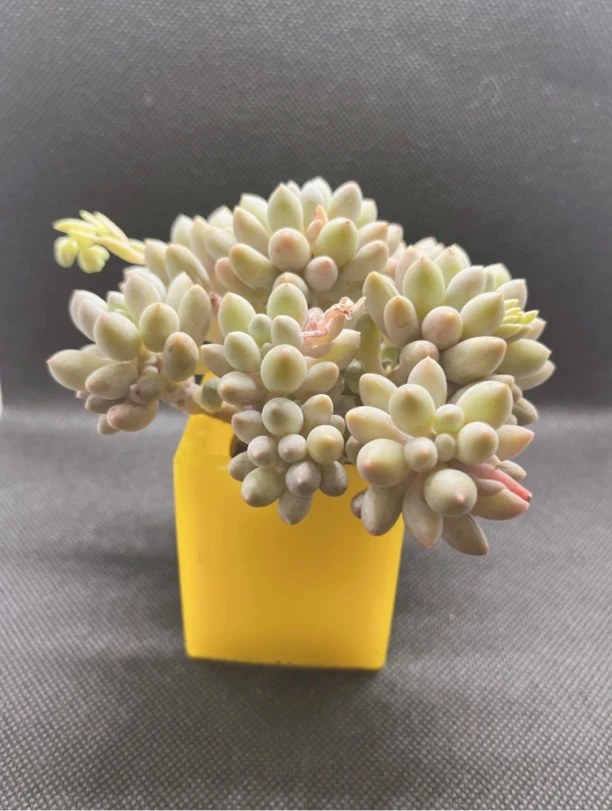 精品无土多肉婴儿手指（加多肉盆）