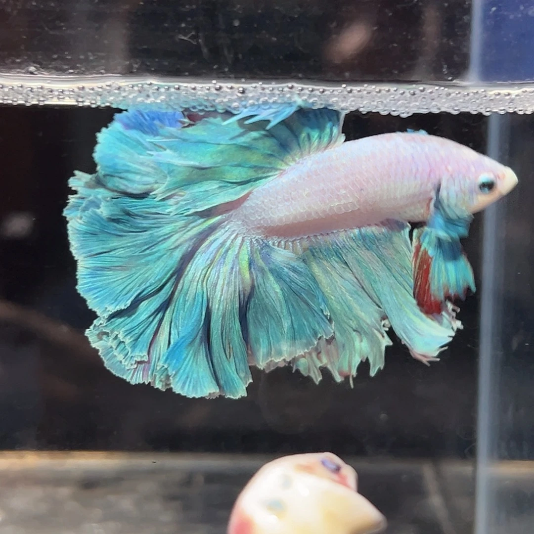 斗鱼7号破价清缸粉蓝色莫奈