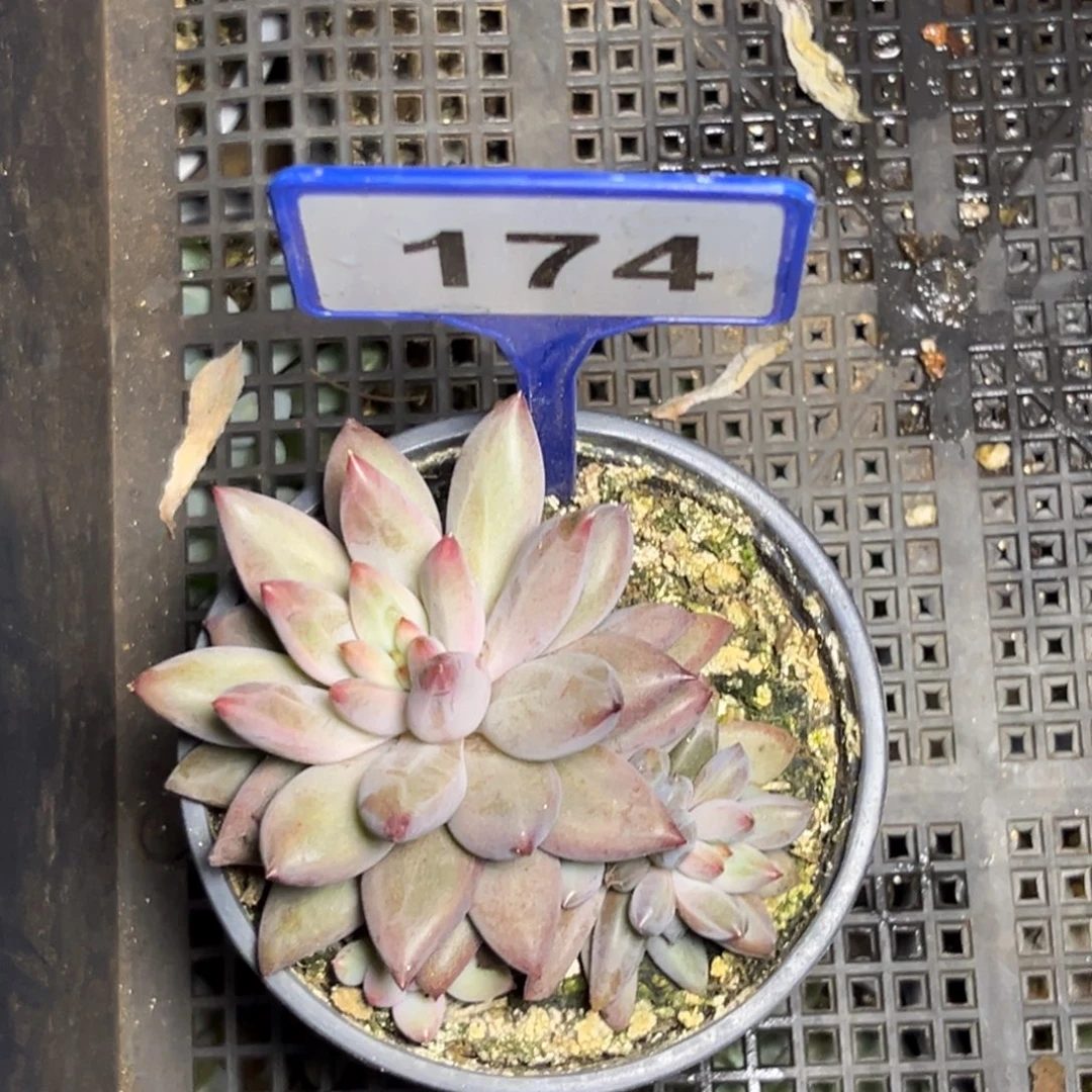 多肉植物虞美人174