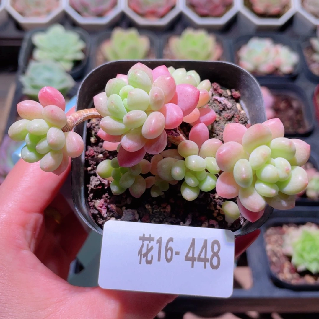 花利美16-448洛可可