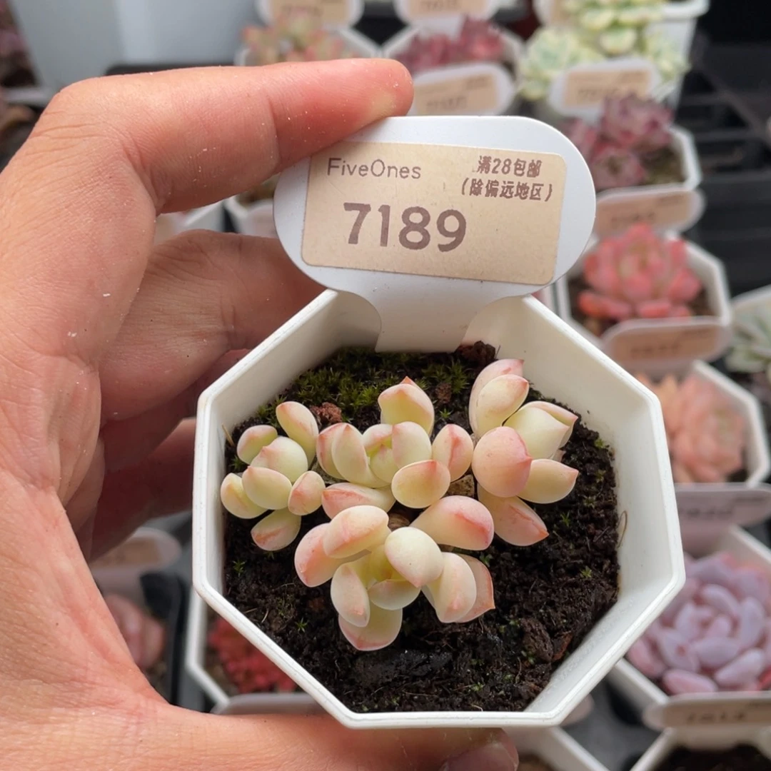 格林粉7189-5.5厘米