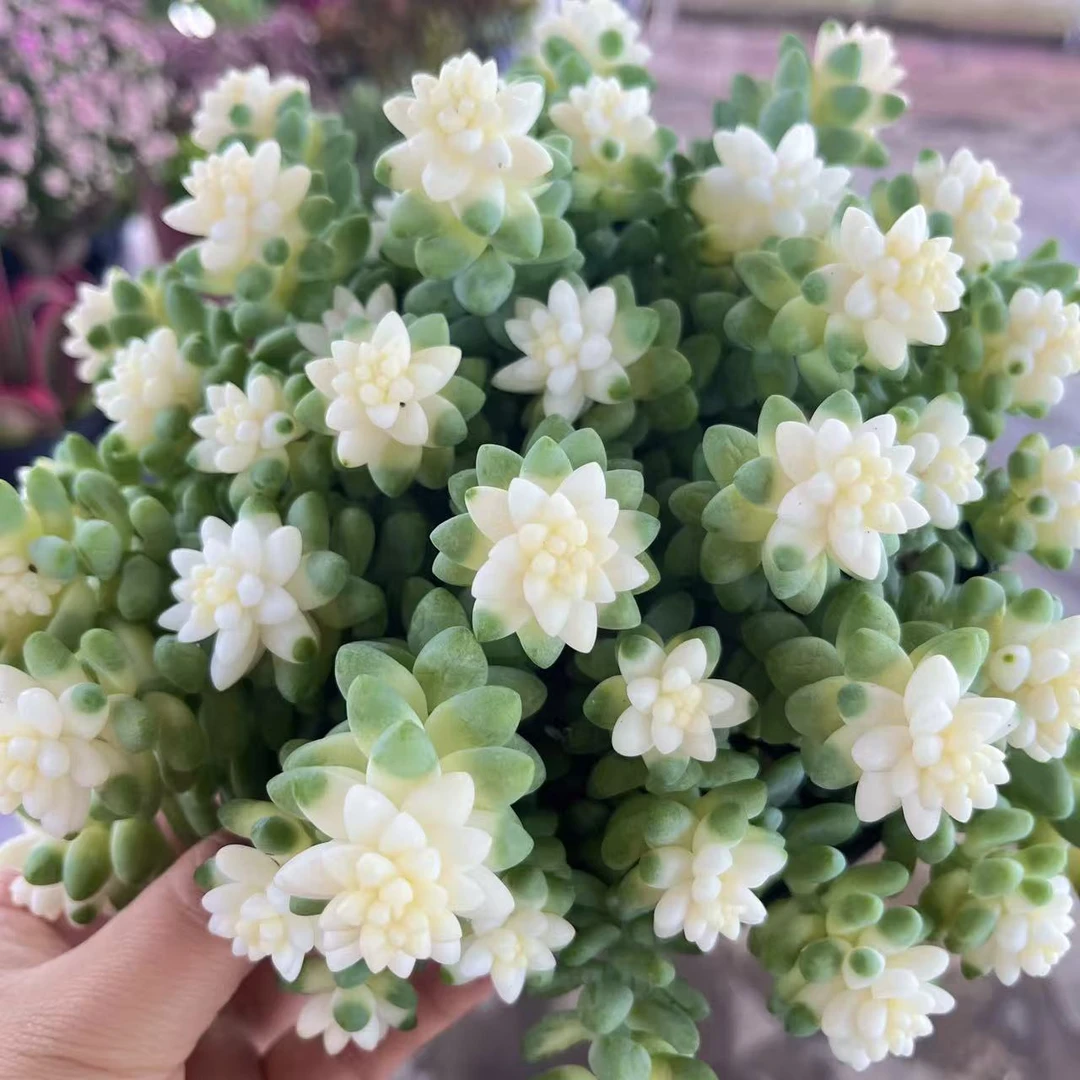 雪花玉坠  带盆带土发多肉植物 新手好养 好养室内外