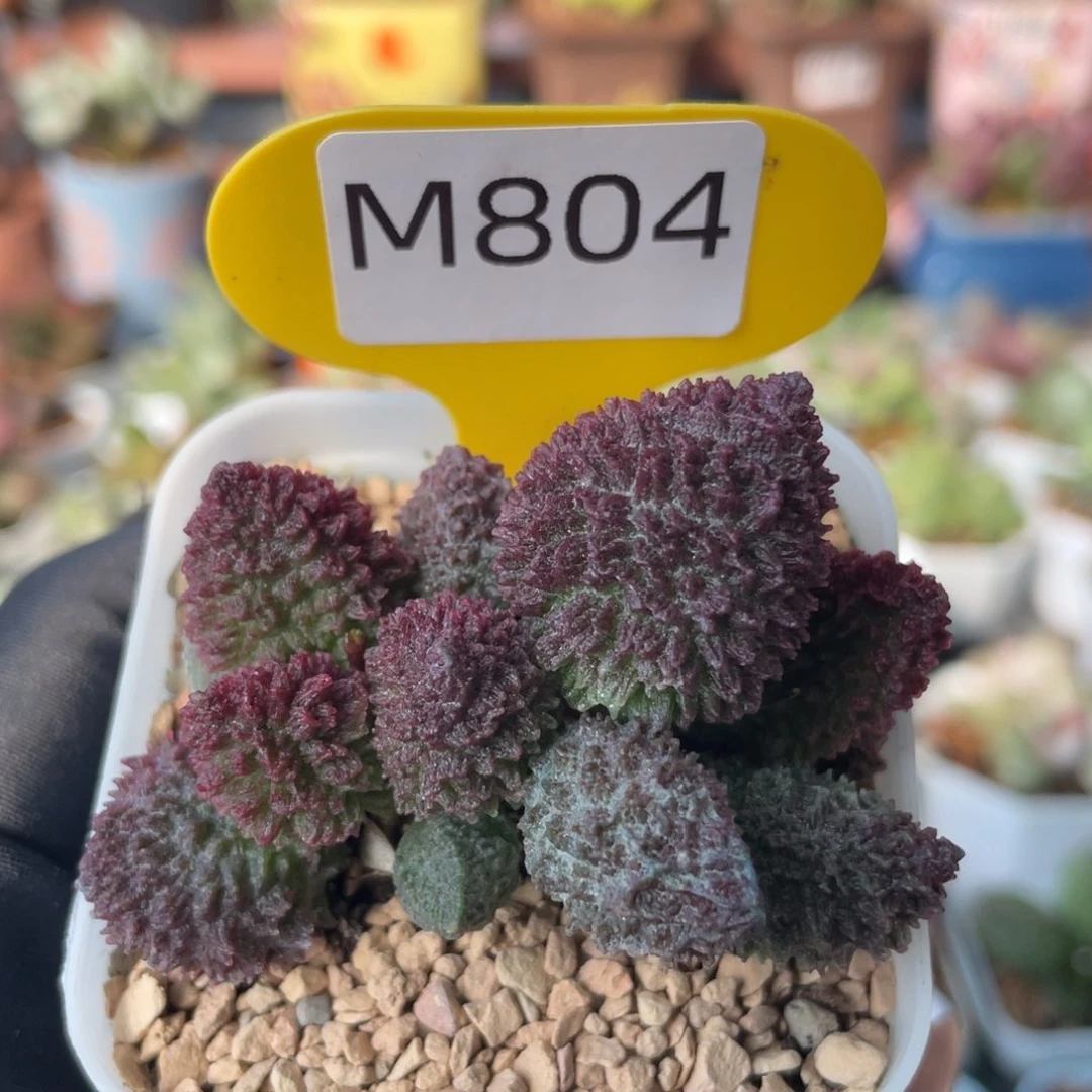 朱紫玉。  804。