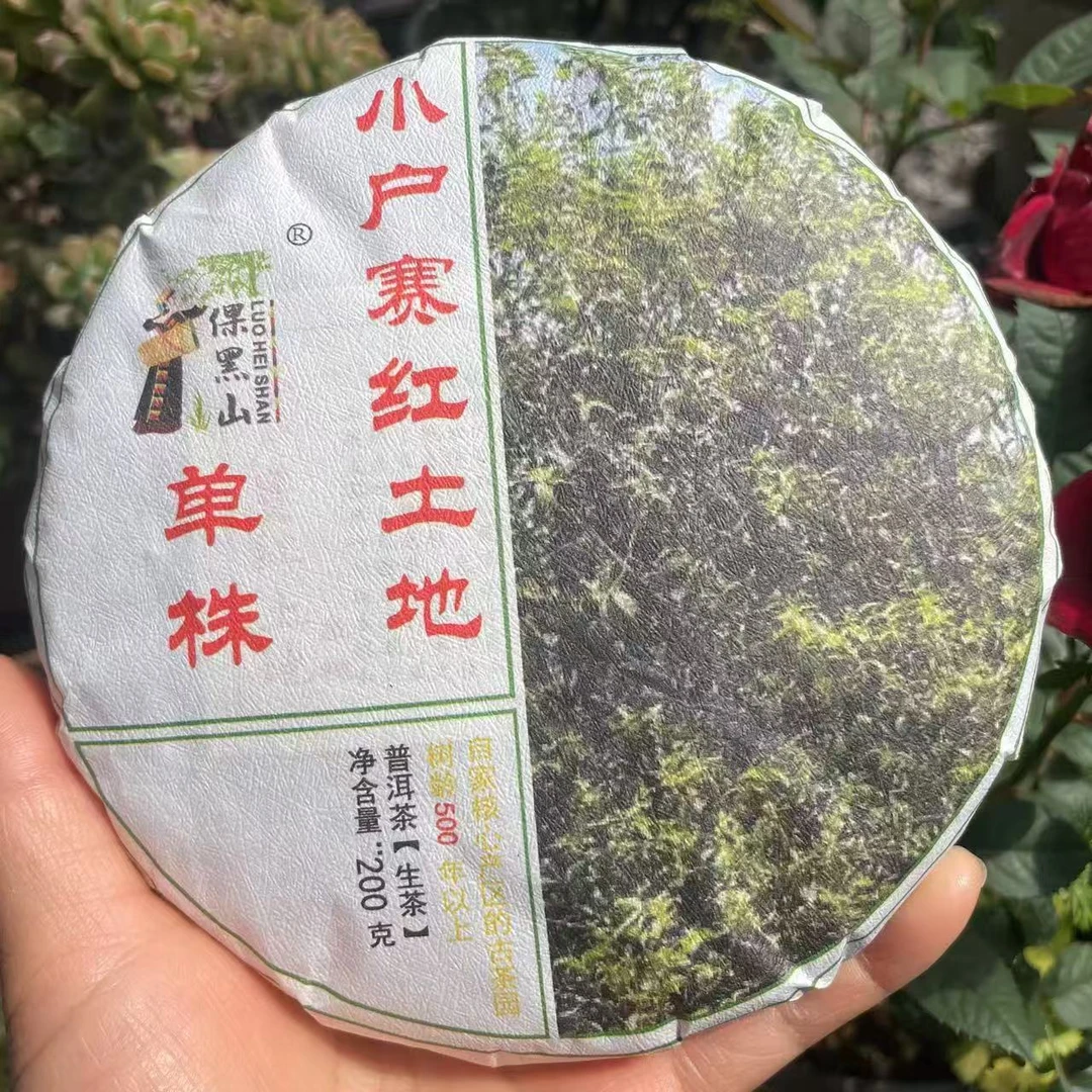 2024年小户赛红土地头春古树 单株