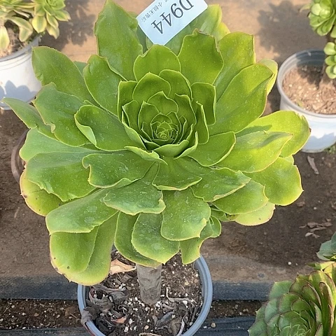 944大叶绿玫瑰多肉